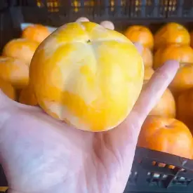 Хурма круглая без косточки